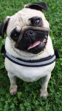 Difíceis? Descubra as raças de cães com mais problemas de saúde