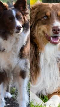 Border Collie e Pastor Australiano: aprenda a diferenciá-los 