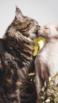 Veja 5 raças de gatos mais carentes e carinhosos