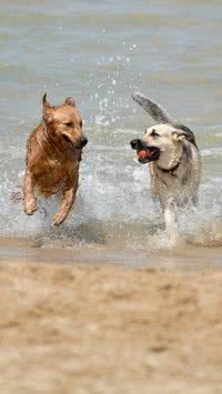 Veja 5 raças de cães que todos querem ter e são apaixonados