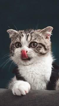 Por que os gatos lambem os donos?
