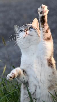 Seu gato está miando muito? Saiba o que fazer