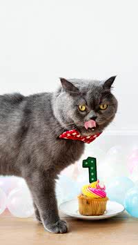 Quanto tempo um gato vive?