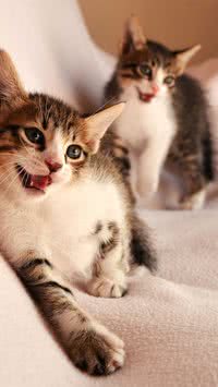 Saiba quais são as diferenças entre gatos machos e fêmeas