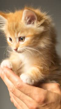 Confira curiosidades sobre gatos que você não sabia