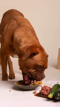 Tudo o que você precisa saber sobre alimentação natural para pets