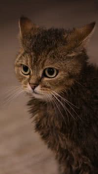 Mitos sobre gatos: será que eles odeiam água?