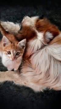 Vai adotar um pet? Confira dicas para receber bem o bichinho