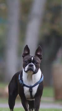 Conheças as raças de cães sem rabo; você sabia que era possível?