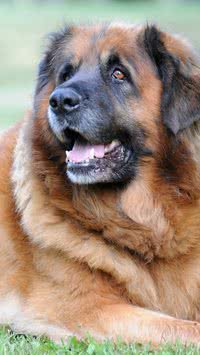 Confira 5 raças de cachorros gigantes