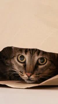 Entenda de onde surgiu a frase “a curiosidade matou o gato”