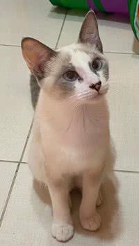 Saiba curiosidades sobre a visão dos gatos