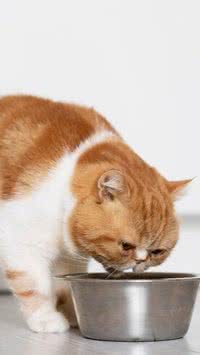 Gato pode comer peixe?