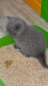 5 dicas infalíveis para o seu gato urinar no lugar certo