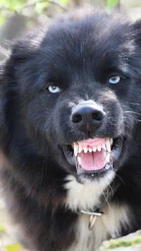 Confira 5 raças de cães extintas que ninguém conhecia