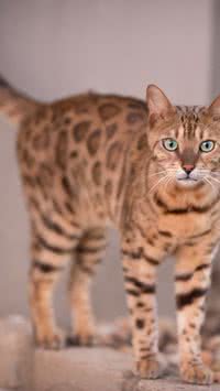 Saiba quais são as 5 raças de gatos mais famosas no Brasil