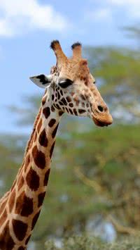 Qual o maior animal do mundo? Descubra