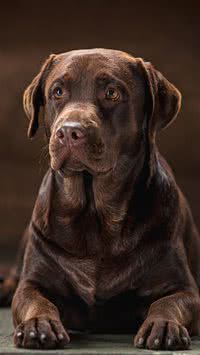 Confira 5 raças de cachorros com vida mais longa