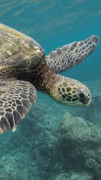 Saiba qual é o animal mais velho do mundo