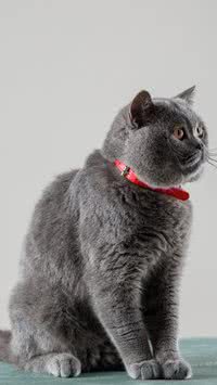 Confira 5 raças de gatos diferentes que você não conhecia