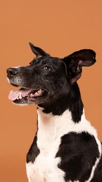 Confira 5 raças de cães para quem não gosta de bagunça