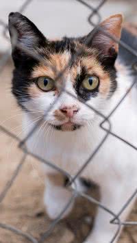 Saiba se prender o gato em casa faz mal