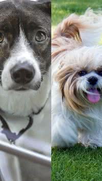 Vira-lata ou cão de raça: qual adotar?