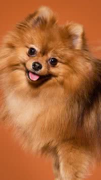 Veja 5 raças de cachorros de não soltam pelos