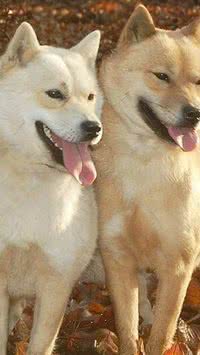 5 cachorros que entraram em extinção e você não soube
