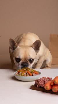 Saiba 6 frutas que o seu pet pode comer