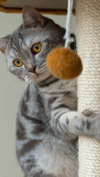 Confira 5 dicas para evitar bola de pelo em seu gato