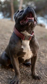 Veja 5 raças de cachorros que são confundidas com pitbull