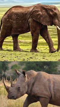 Descubra qual o animal mais forte do mundo