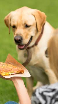 Os cachorros podem comer churrasco?