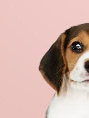 5 dicas para identificar a raça do cachorro ainda filhote