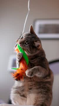 Confira os 5 melhores brinquedos para gatos