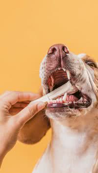 Saiba por que você tem que cuidar da saúde bucal do seu pet