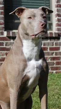 De cão babá a cão vilão: saiba tudo sobre os pit bulls