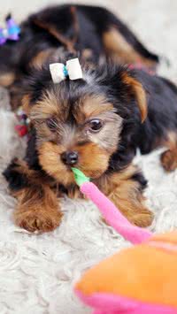 5 raças de cachorros mais fofas do mundo
