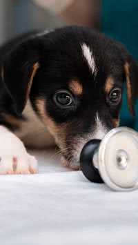Confira como saber se o seu pet está com febre