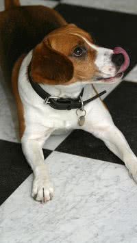 Aprenda as formas de tirar o cheiro de cachorro espalhado pela casa