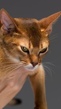 5 coisas que você ama, mas seu gato detesta