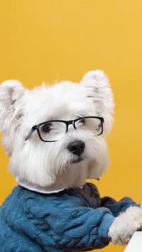 Veja as 5 raças mais inteligentes de cachorro