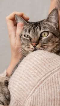 Saiba cinco dicas para você estreitar laços com seu gato 