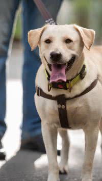 Confira 5 dicas para passear com seu pet que puxa a guia