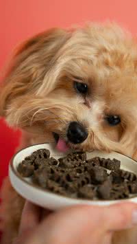 Veja 5 alimentos tóxicos para o seu pet