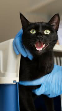 Posso castrar meu gato mesmo no cio? Confira o que é recomendado