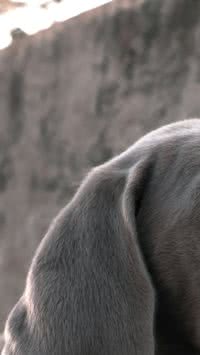 Você está atento a alimentação do seu cachorro? 