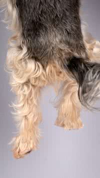 O pelo do seu pet está caindo muito? Saiba o que fazer