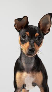 Confira curiosidades sobre o cachorro da raça pinscher